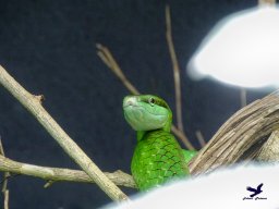 Tiergarten Schönbrunn am 27.01.2026